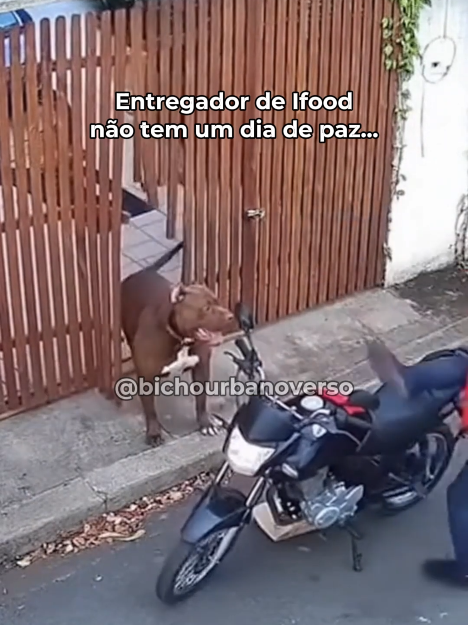 Será que ele tá bem?? 👀👀 #humor #sora2 #meme #ifood #pitbull