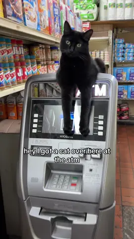 Cash money cat  #impressions #italianamerican #italytiktok #catsoftiktok #cattok 
