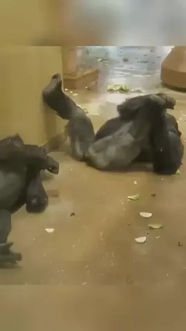 #trendingvideo #fyppppppppppppppppppppppp #tiktok 