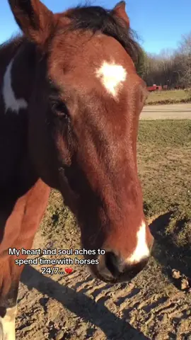 The only time my brain isn’t overwhelmed with Anxiety.. 🥺 It’s been two years since I’ve seen April. #fypシ゚viral #foryoupage #horses #hearthorses 