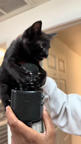Pt 2 of mic check 🎤🐱 #animalshelterlife #catsoftiktok 