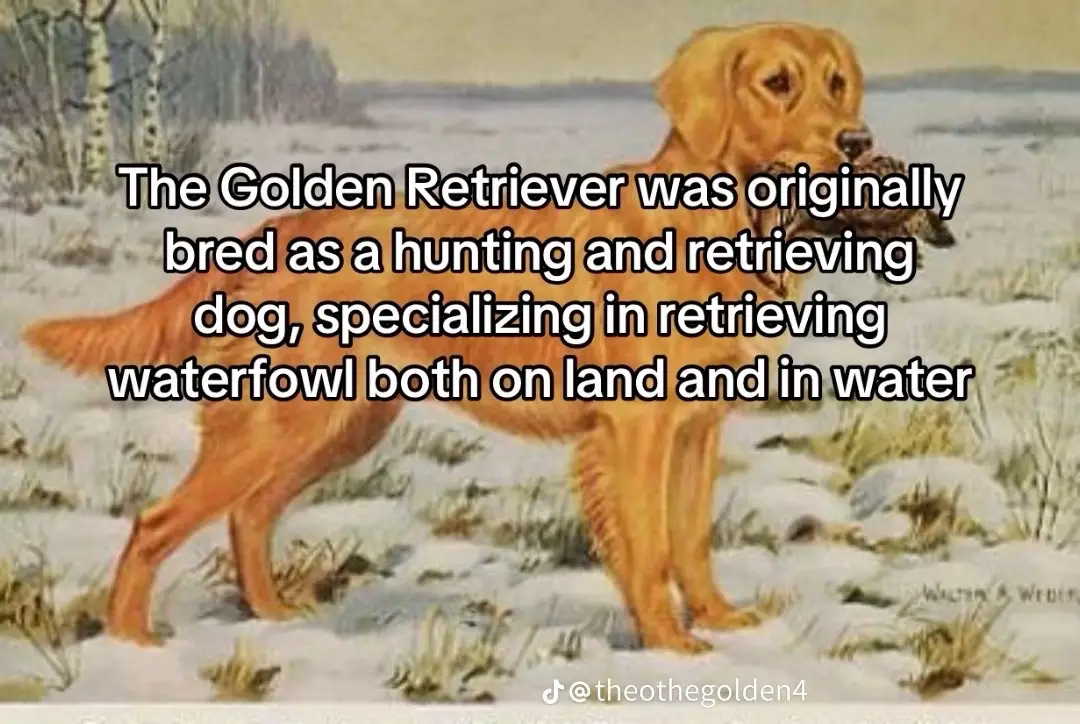 will do anything for tummy scratches #goldensoftiktok #dogsoftiktok 