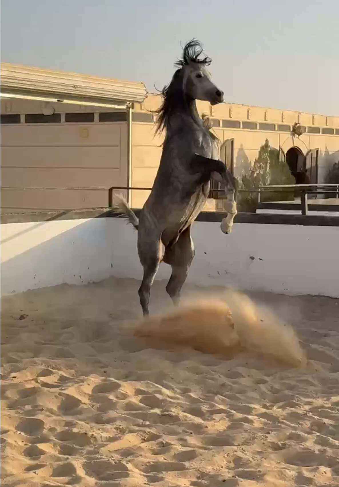 بدر ماشاءالله💙💙 #مربط_الفهد_القريات #خيل_وخياله🐎 #اكسبلورexplore 