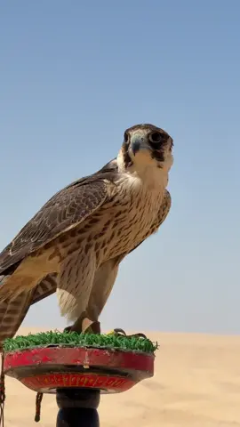 #مرماك_ليبيا🦅🌴 #الطيور #fyp 