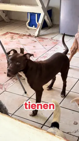 Esto no es solo para los que tengan mascotas #fyp #perros #gatos #mascotastiktok 