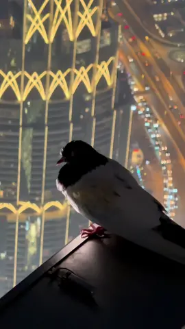 i just know this pigeon feels like batman 😎🐦