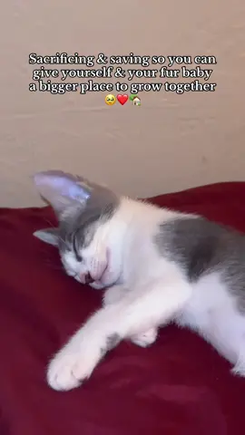 If it wasn’t for Misty… I would have been living in a garage still. So thank you my sweet girl for saving me & making me realize we deserve better🥰🥹  • #catsoftiktok #catmom #godisgood #Home #blessed 