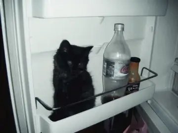 Another black cat edit bc why not <3           #fypシ゚viral #blackcat #cat #halloween #vintage 