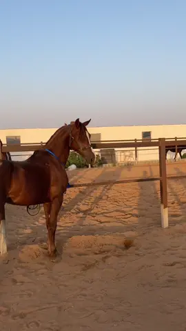 شهاب يامشاء الله الحصان للبيع من يفتح بابه #مشاءالله_تبارك_الله_اذكروالله #خيل_وخياله🐎 #تبوك 