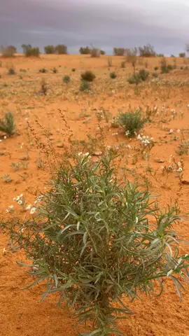 ان تسذبتن بالرمي غير انتراما  وان صدقتن حبتسن يحرم علية #الشرارات#الجوف#Explor 