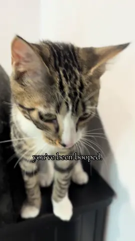 Happy Thursday from all of our cute kitties here at the HSTB🐾❤️✨ #wearehstb #cat #adoptme 