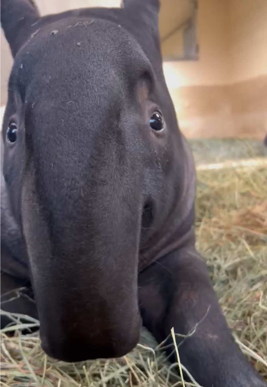 Family meeting! 💕 Did you know tapirs use squeaks and whistles to communicate? 💬 8-month-old Ume has lots to say when she’s catching up with her parents, Yuna and Baku behind the scenes. 📹: Keeper Katie #ume #tapir #pointdefiancezoo 