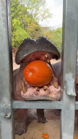 Hippo pumpkin smash time! #animals #cuteanimals #animal #wildlife #cute