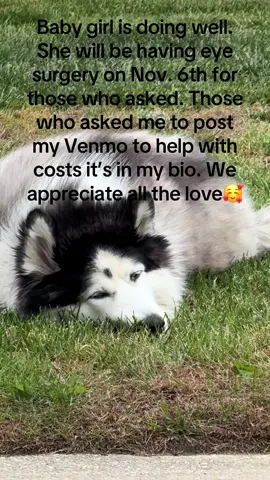 #huskysoftiktok #sasha #siberianhusky #huskylife #wollyhusky 