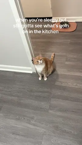 #meo #catsoftiktok #orangecat #fypシ 