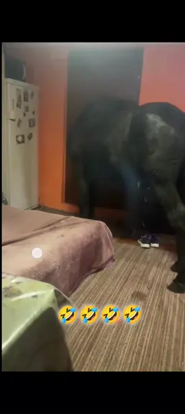 #🤣 #romania🇷🇴 #viral #fyp 