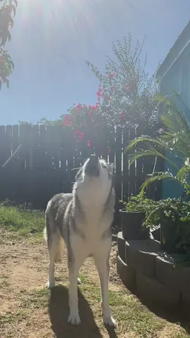 he feels the spirit of ditto season...#newjeans #ditto #dittonewjeans #dog #fyp #viral #husky #frutigeraero #juminocore #heiseiretro #njz #omg #supershy #fall 