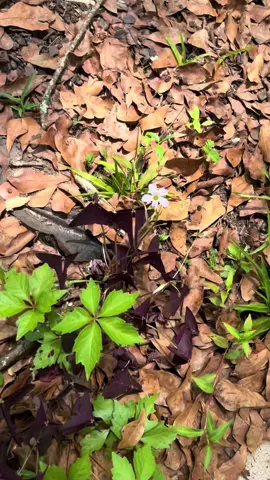 Repost!  #dogsoftiktok #trending #tiktok #fyp 