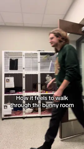 The bunnies yearn for produce 🥬 #bunniesoftiktok #adoptdontshop #fyp