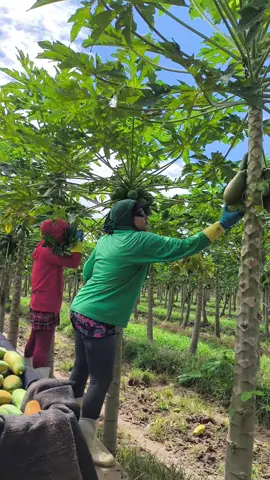 colheita na plataforma pequena #mamao