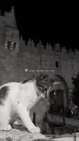 #CapCut #p #viralvideo #v #viral 