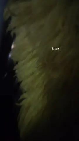 نشاركم الترد بصوتي 😂😂😂.  #تصويري_احترافي_الاجواء👌🏻🕊😴 #تيم_ماربيين📮 #مارب_شبوه_الجوف #صوتية_جديدة #ترند 