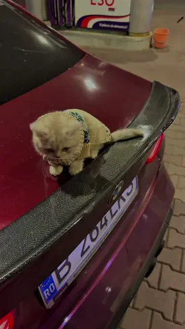 #m3 #g80 #fyp #carbon #cat 