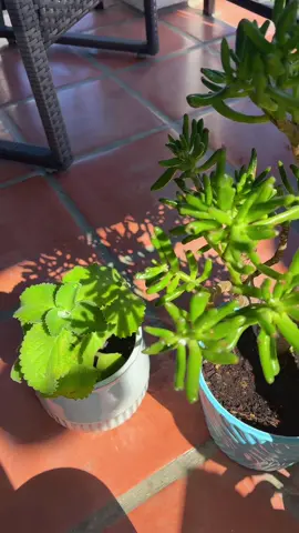 Se me está muriendo unas de mis plantas 🪴😭#fyp #foryoupage #plantas #sahm 