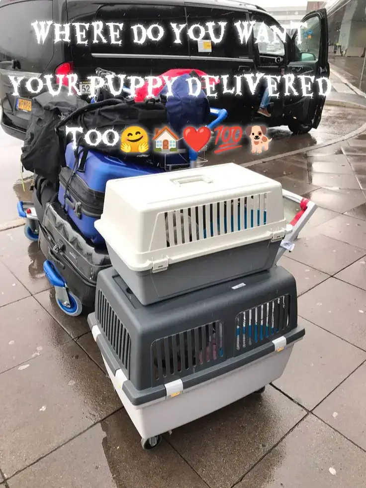 we always #deliver #tapin if #interested in #adopting our #puppies