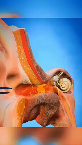 Why You Should Never Stick Cotton Swabs In Your Ears #earwax #earhealth #bodyfacts #healthtips #DidYouKnow 