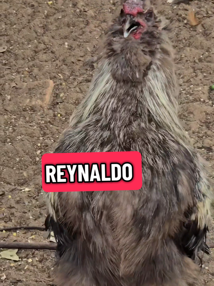 Respuesta a @amador.719 ¿HANDSOME IT'S CALLING REYNALDO🤭? ¿ DÓNDE ESTARÁ 👀 🤔 REYNALDO? #REYNALDO #lachicapoderosa💞 #rooster #chicken #fyp 