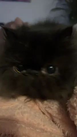 👀❤️ #cats #cat #cute #fyp #kitten 