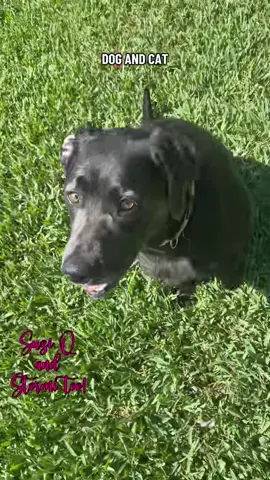 She takes her spa days seriously. #suziqcustomdesign #petcombdetangler #petdetanglingcomb #blackfridaydeals 