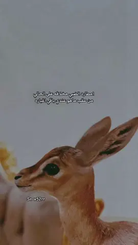 #ضبي #شعر #بوح #ابيات #حزن 