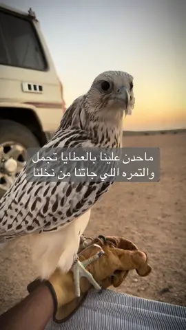 #فلسطين_أحساس_شاعر_لايك_فضلآ_وليس_أمرآ 