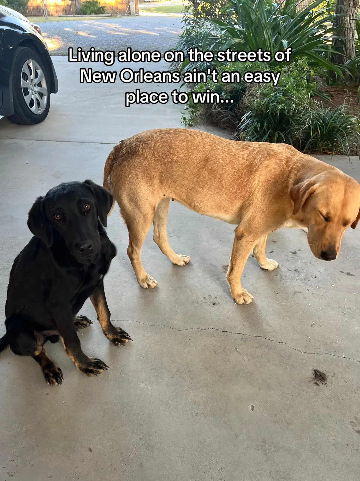 Just about 1 year since these sweet pups showed up on the porch of my airbnb during Taylor Swift's Eras Tour and our lives were all changed🥹🫶🏼  If you do this trend with your rescues please tag me so I can see your happy and healthy babies!! #youwill #rescuedog #dogsoftiktok #taylorswift #noladogs  