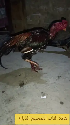 #جنايه #ابطال #الدجاج #الهراتي_الاصيل 