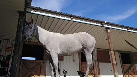 #horsetraining #colts #farriersoftiktok #farrier 
