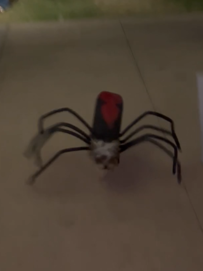 This Halloween there is a new name in terror! #dog  🎃😍 #spider #Halloween #costume #fyp 