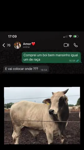 O boi bilau 🤣🤣 . . . . . . . . . . . . . . . . . . . . . #sertanejoraiz #teodoroesampaio #trends #boi #nelore 