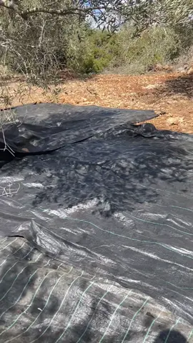 #جينصافوط✌️ #العاصمة #مراحل عصر الزيتون#مليش_خلق_احط_هاشتاغات🙂 #الشعب_الصيني_ماله_حل😂😂 