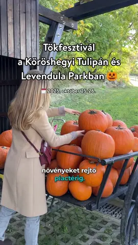 Ezt a programot biztosan te sem akarod majd kihagyni! 🎃 Hétvégén Tökfesztivál a Kőröshegyi Levendula és Tulipán Parkban! Ha szeretnél őszi fotókat és ízeket, neked is ott a helyed! 😉🧣 #welovebalaton #balaton #programajánló #tökfesztivál #halloween  @Kőröshegyi Levendulás 