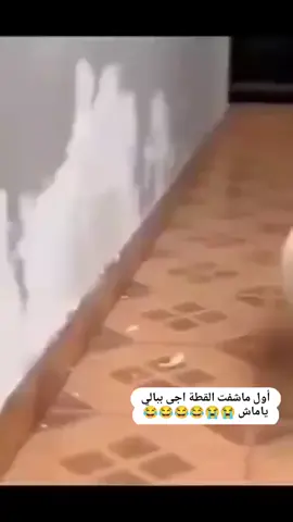 اول ما شفت القطه اجى ببالي ياماش #الحفره #ياماش #ياماش_كوشفالي #yamaç #cukur 