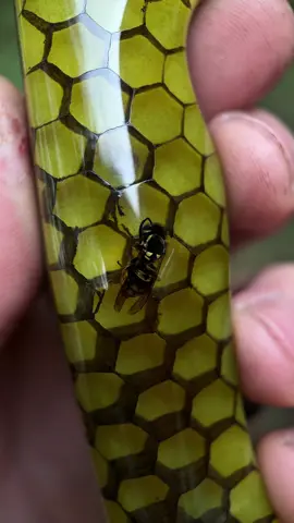 This beauty will be ip for auction on my website🤙🏻