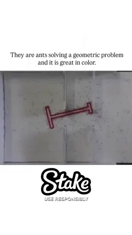 #ants #foryoupage 