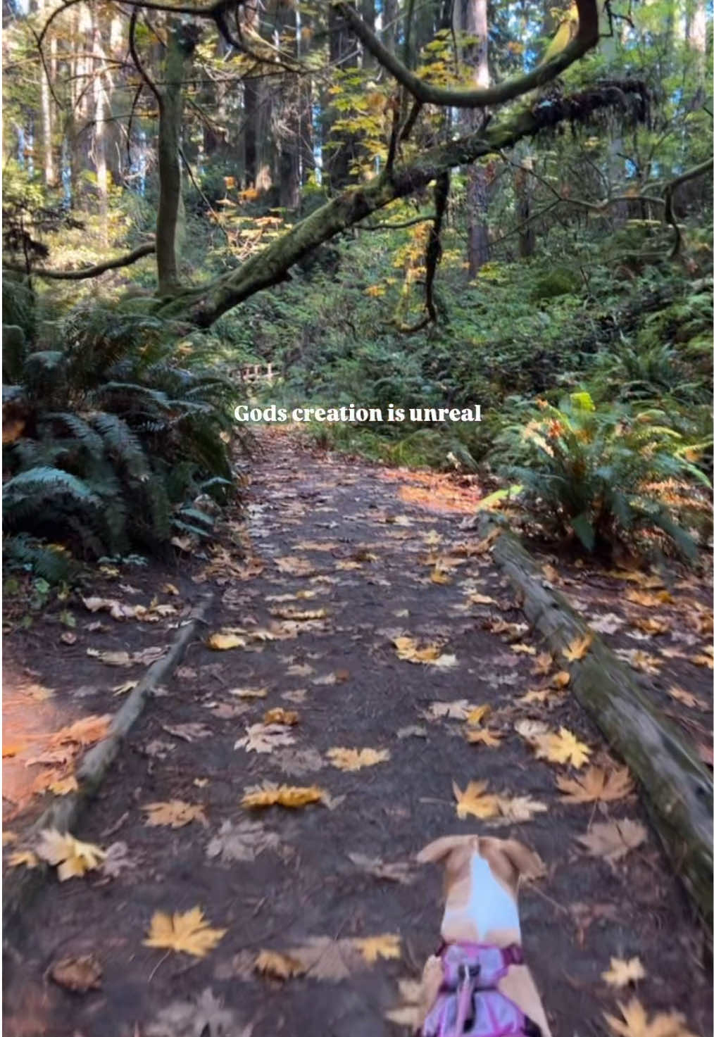 Unreal #redwoods #godscreation #california #naturelover 