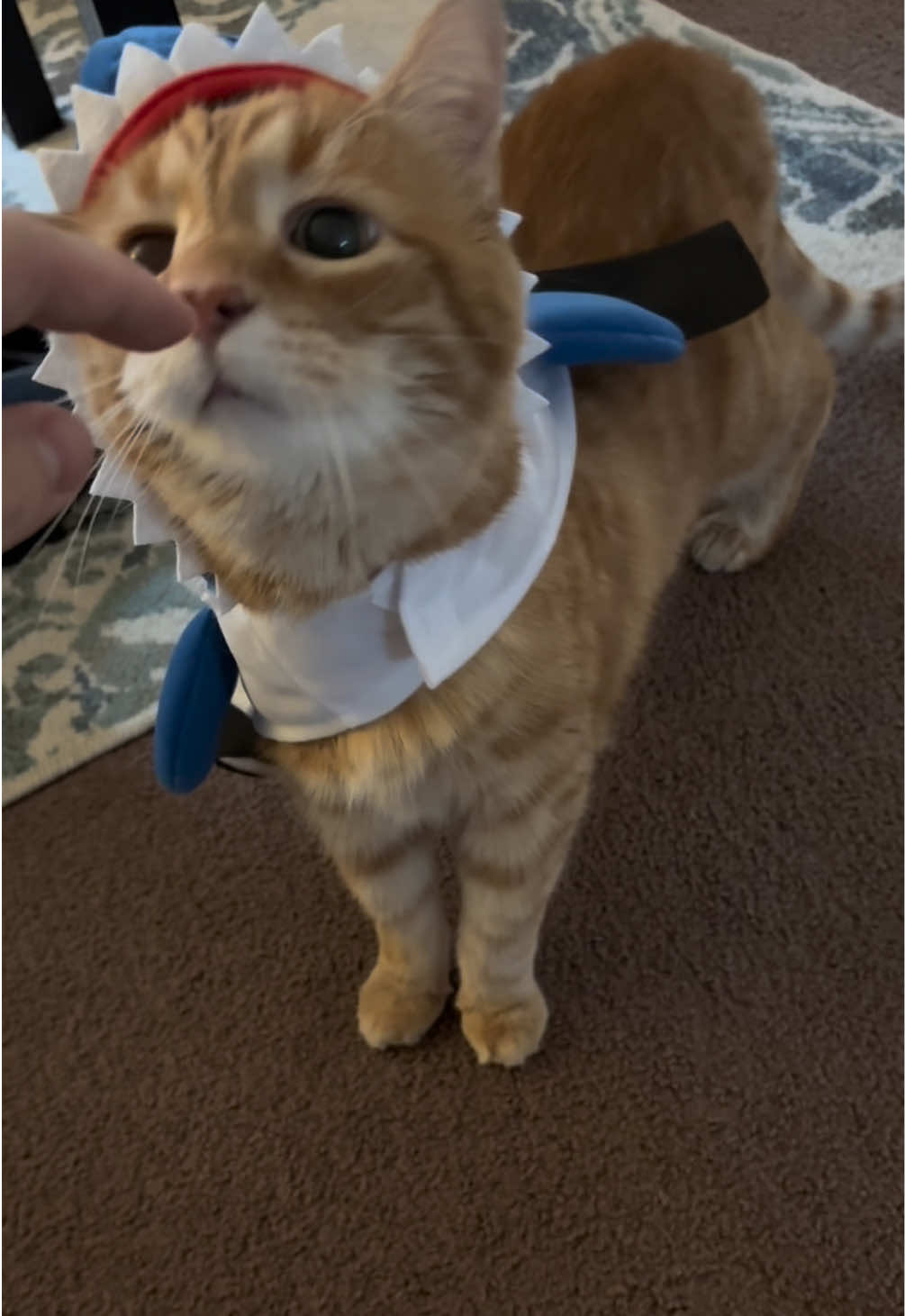 Getting Harry Cat prepared for his 14th Halloween with a fresh costume #catparty #horror #spooky 