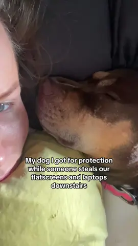 “Bully breeds are so scary” 🫩🫩 #funny #fypシ #trending #dogs #dog 