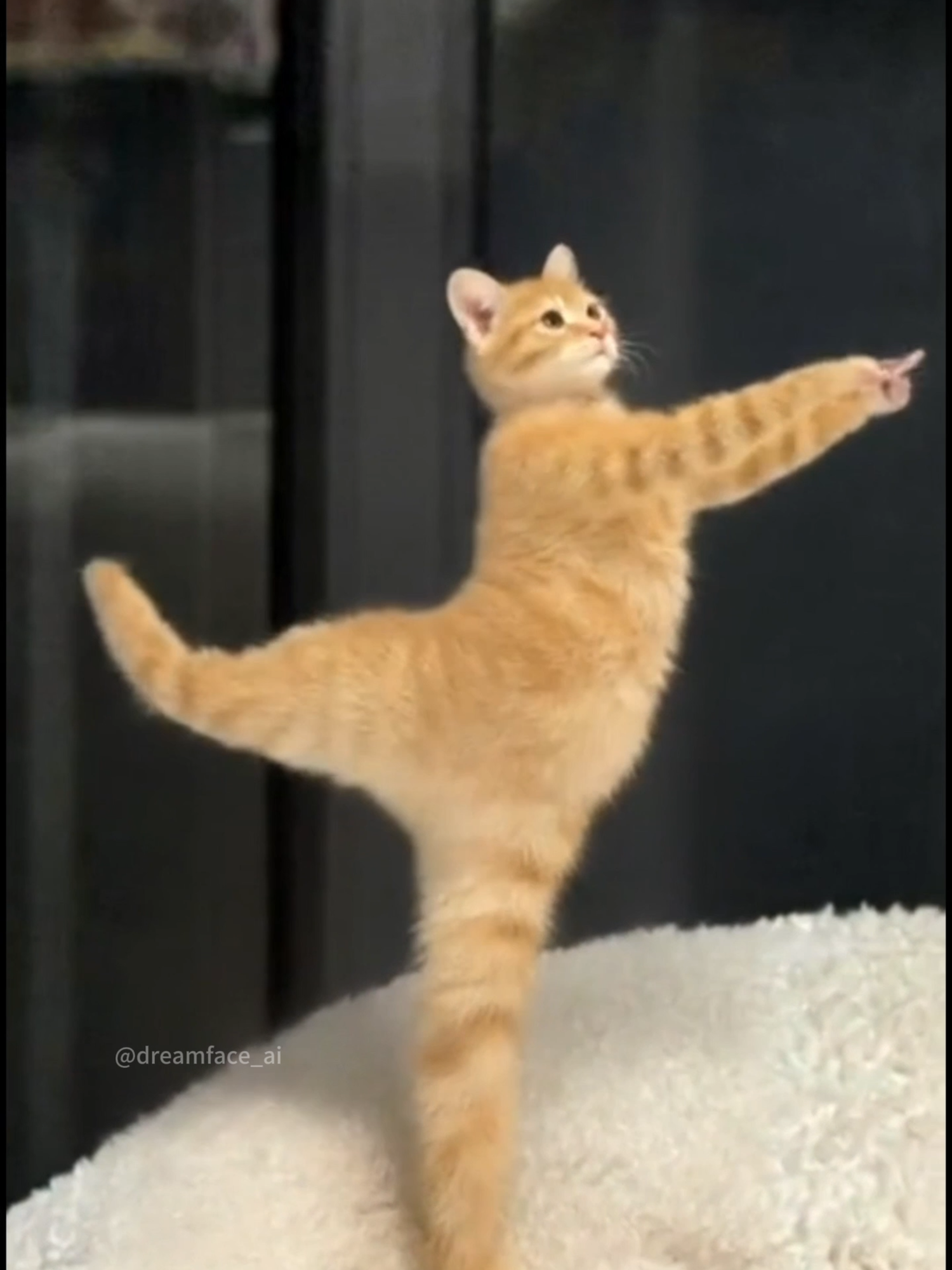 Can your cat dance?  #dreamface #cat #dance #petcute #funnyvideos
