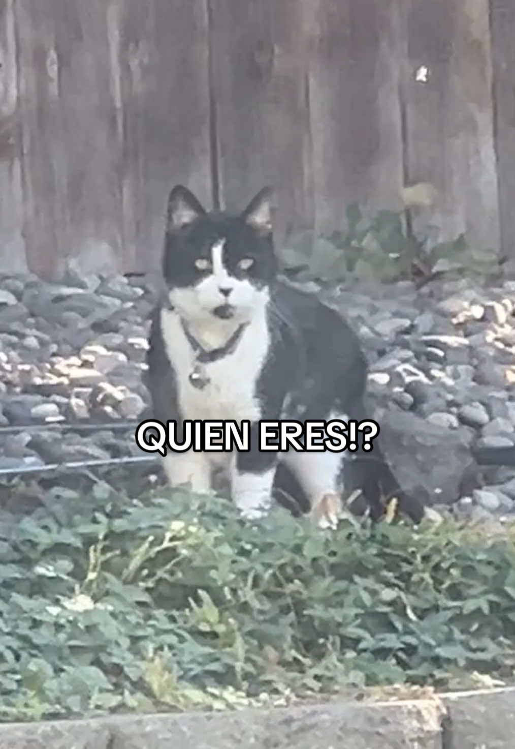 UN NUEVO GATOCITO!!!!! No puedo creerlo!!!! #gatos #gato #cat #cats 